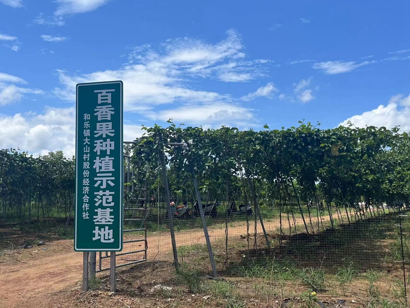  大山村百香果种植示范基地   摄影/南英